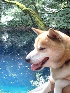 白神山地 柴犬トキまるタカまる