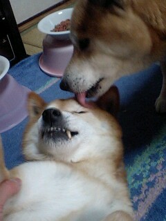 バカ犬め 柴犬トキまるタカまる