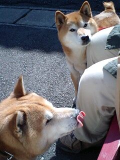 並び犬 柴犬トキまるタカまる