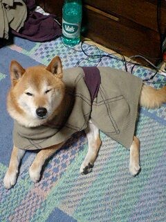 簡単工作 柴犬トキまるタカまる