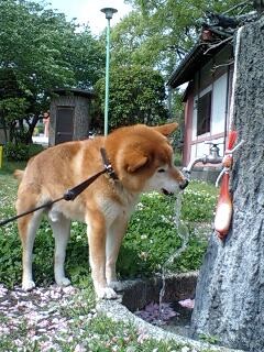 だいぶ元気になりました 柴犬トキまるタカまる